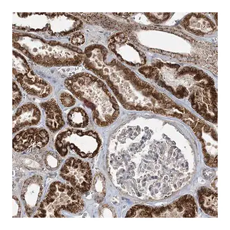 Merck Anti-PIK3R4 antibody produced in rabbit