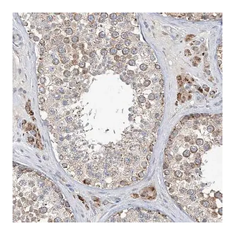Merck Anti-CLEC16A antibody produced in rabbit