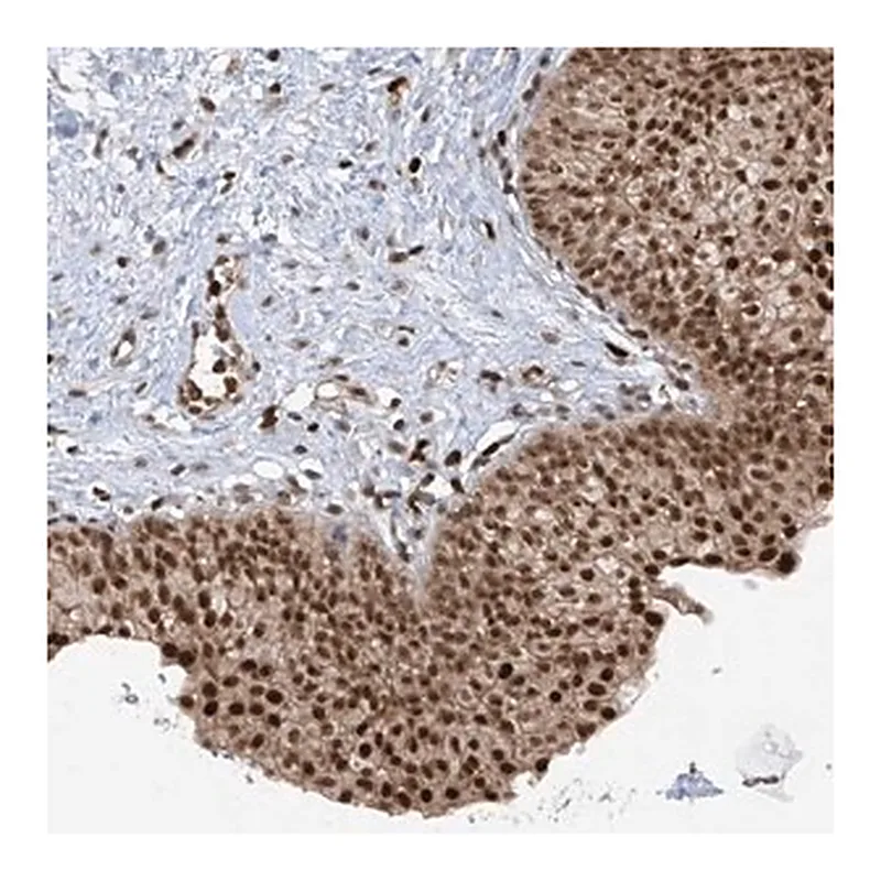 Merck Anti-REPIN1 antibody produced in rabbit