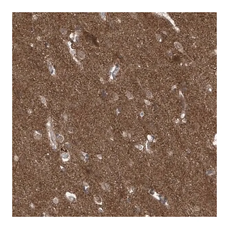 Merck Anti-LAGE3 antibody produced in rabbit