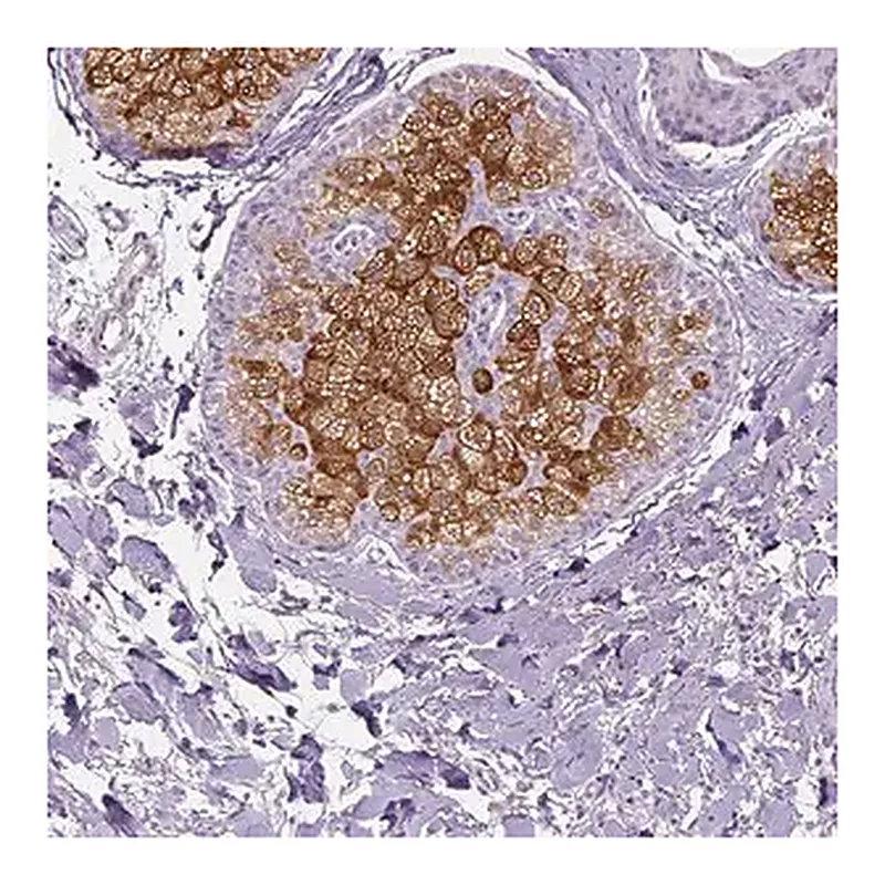 Merck Anti-ELOVL3 antibody produced in rabbit