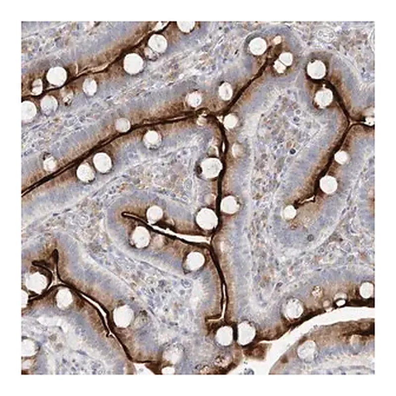 Merck Anti-ZNF385D antibody produced in rabbit