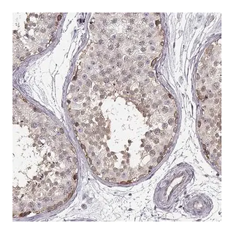 Merck Anti-KAAG1 antibody produced in rabbit
