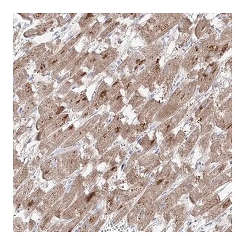 Merck Anti-GPAT2 antibody produced in rabbit