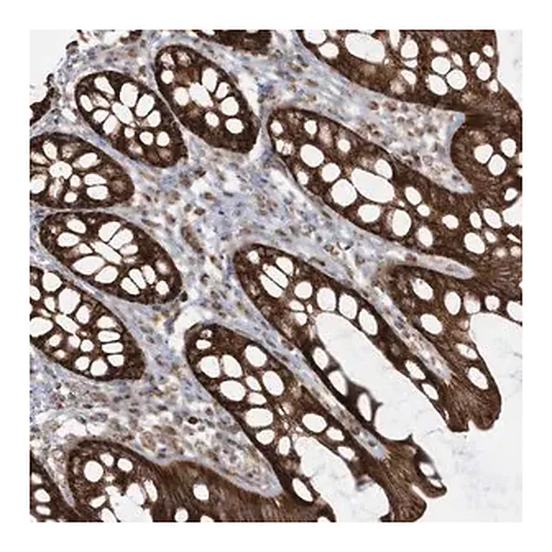 Merck Anti-CLUAP1 antibody produced in rabbit