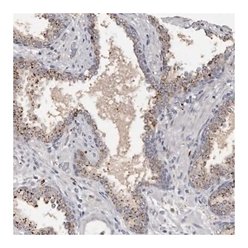 Merck Anti-DAP antibody produced in rabbit