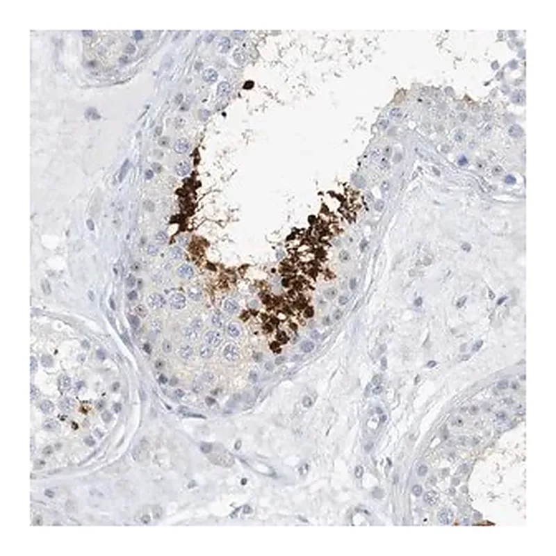Merck Anti-GSE1 antibody produced in rabbit