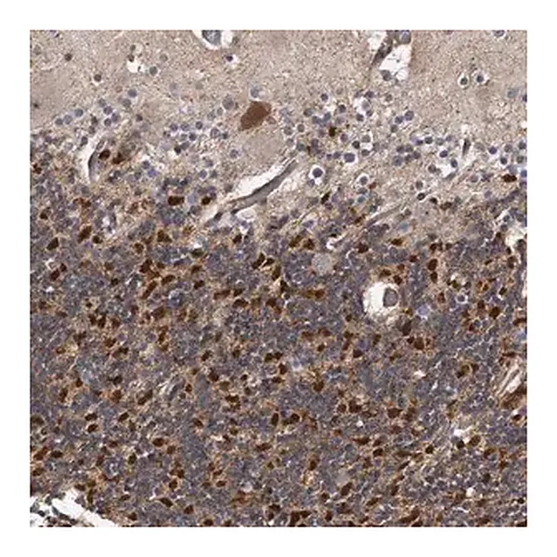 Merck Anti-KCND3 antibody produced in rabbit