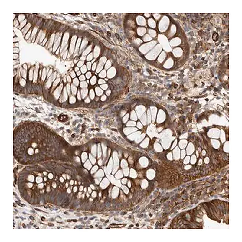 Merck Anti-TMC7 antibody produced in rabbit