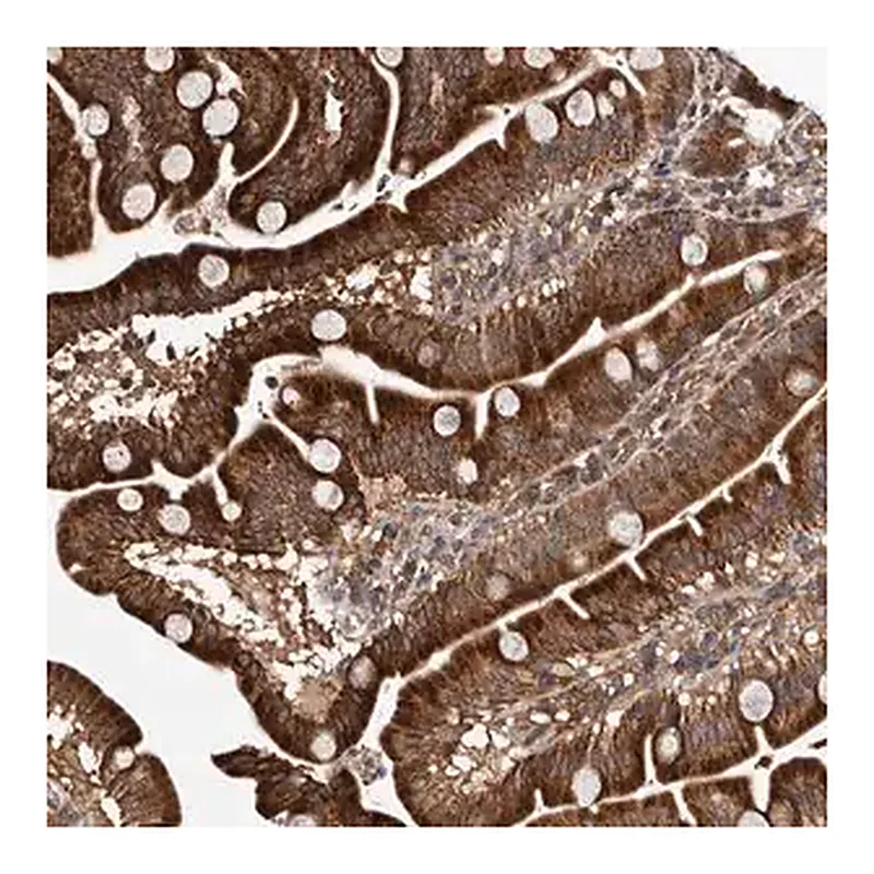 Merck Anti-MKRN3 antibody produced in rabbit
