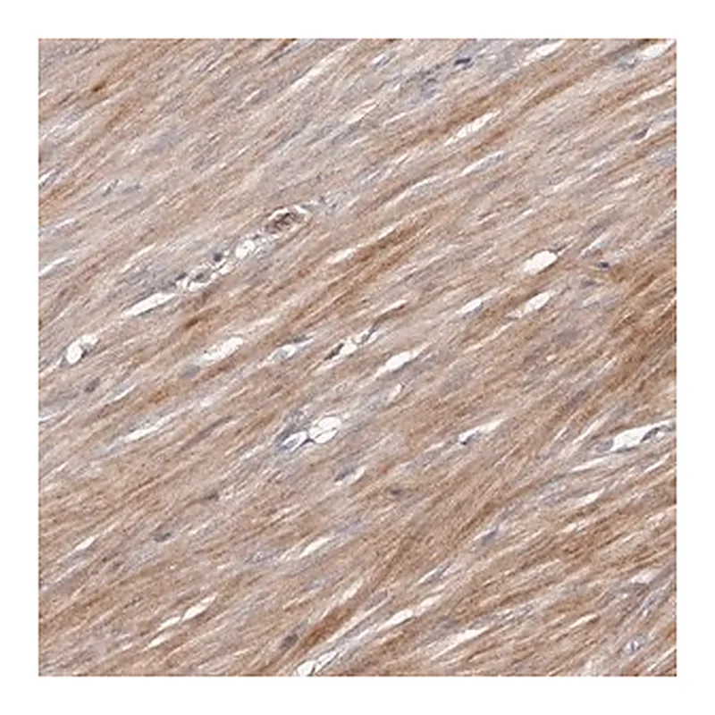 Merck Anti-URGCP antibody produced in rabbit