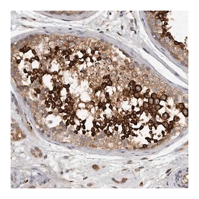 Merck Anti-C7orf43 antibody produced in rabbit