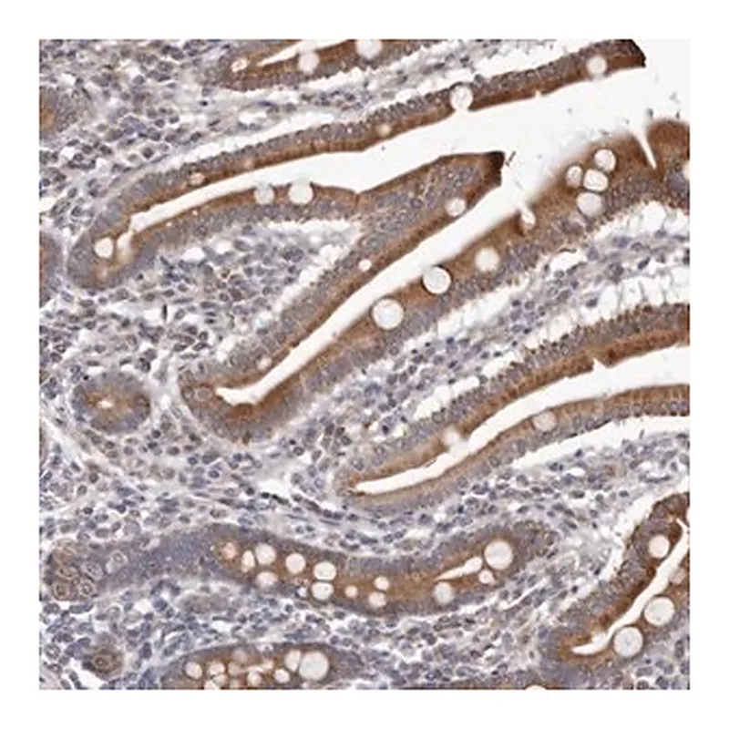 Merck Anti-C7orf43 antibody produced in rabbit