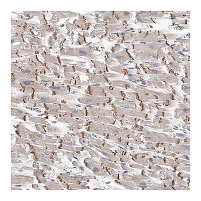 Merck Anti-KLHL7 antibody produced in rabbit