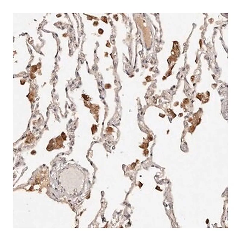 Merck Anti-KIAA1147 antibody produced in rabbit