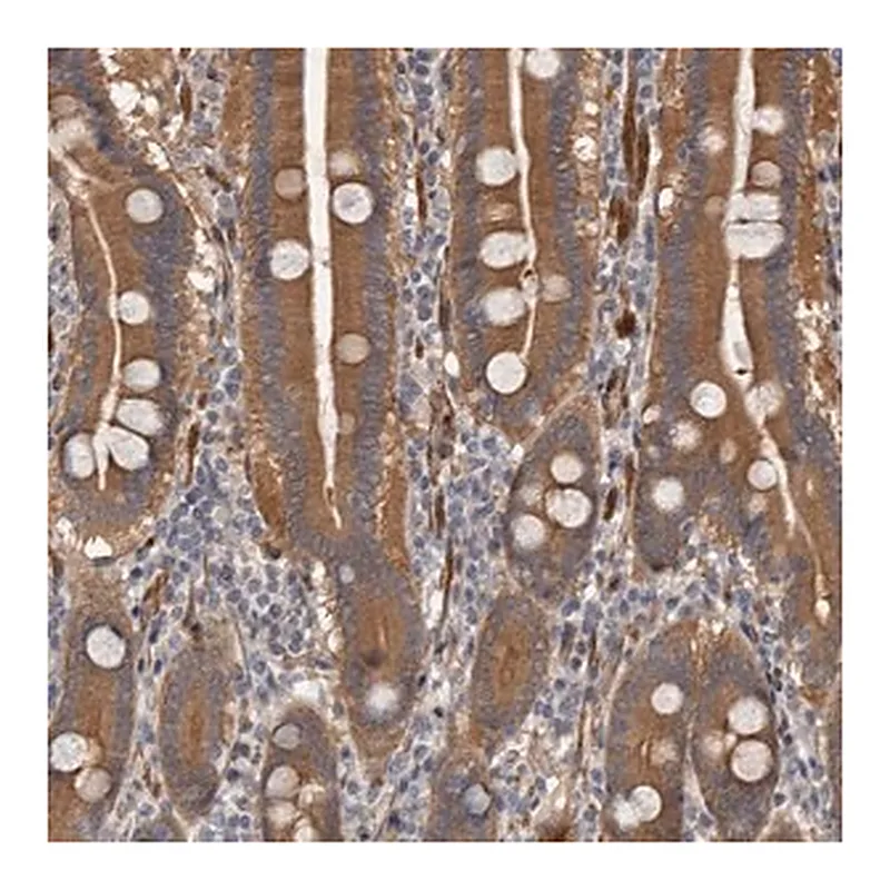 Merck Anti-ARHGEF5 antibody produced in rabbit