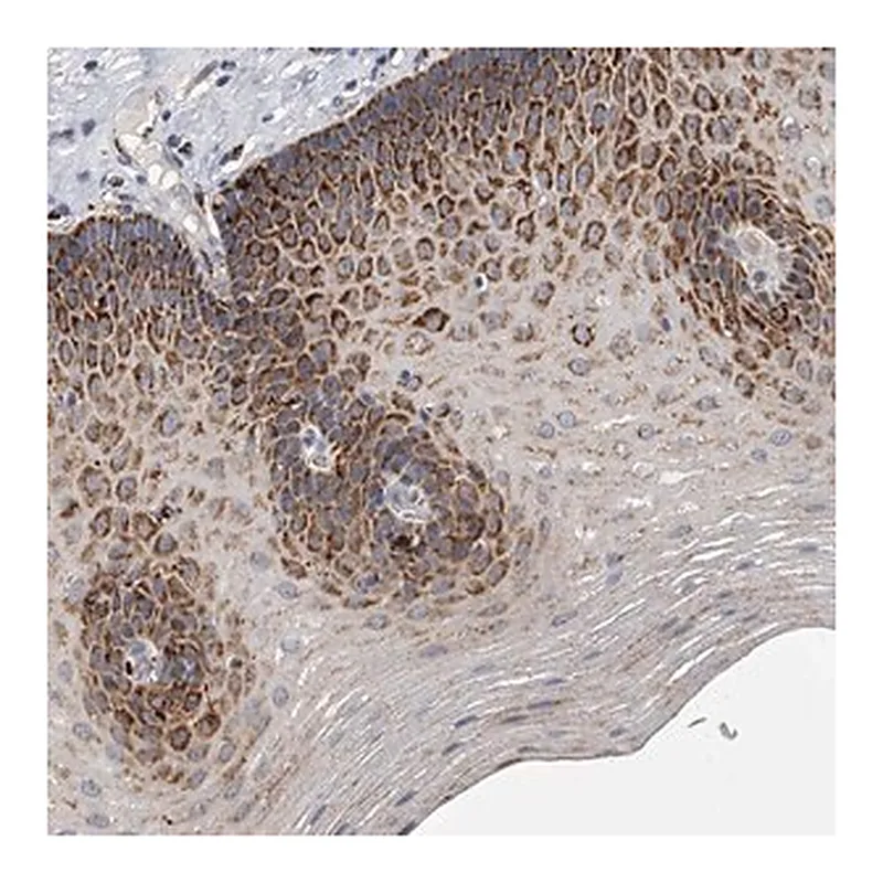 Merck Anti-KLHL7 antibody produced in rabbit
