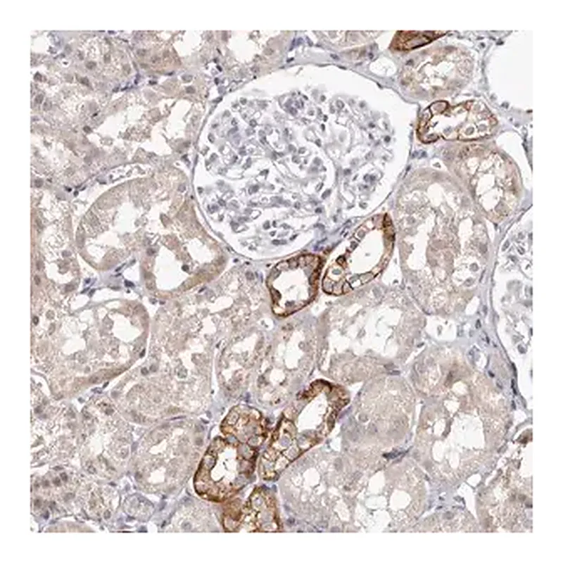 Merck Anti-PCDHB6 antibody produced in rabbit