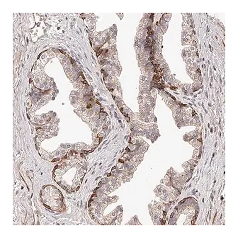 Merck Anti-ZNF502 antibody produced in rabbit