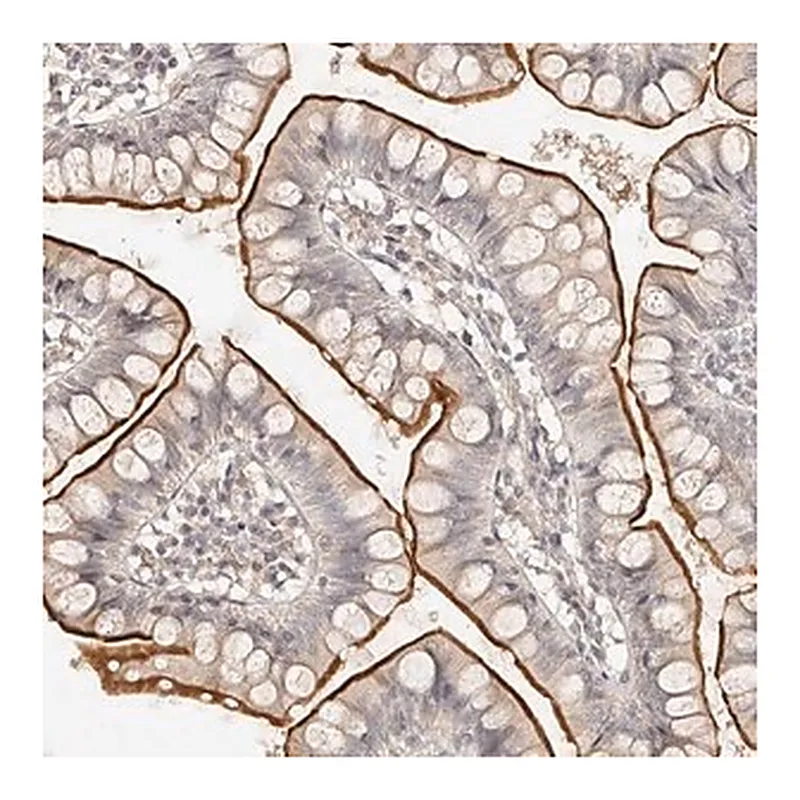 Merck Anti-ZNF789 antibody produced in rabbit