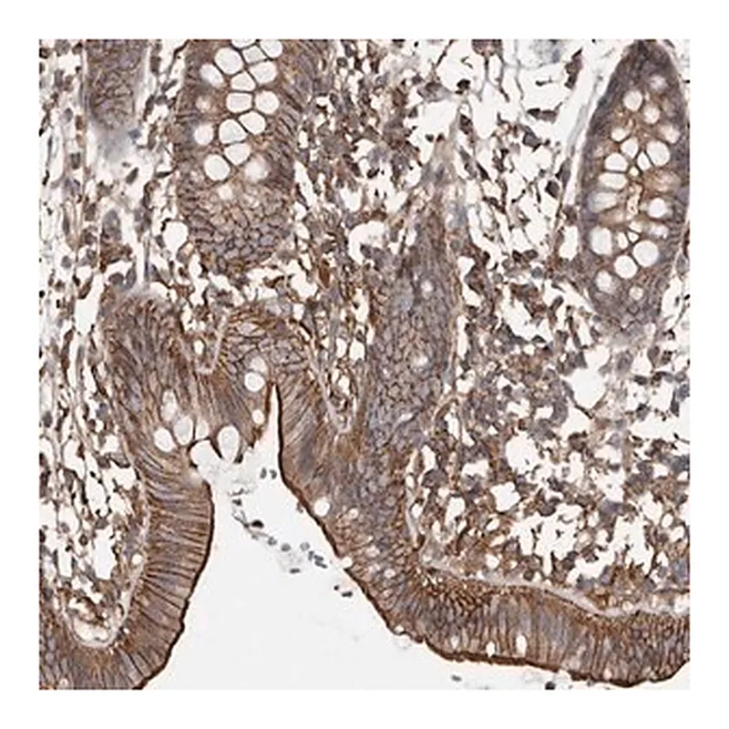 Merck Anti-DENND6B antibody produced in rabbit