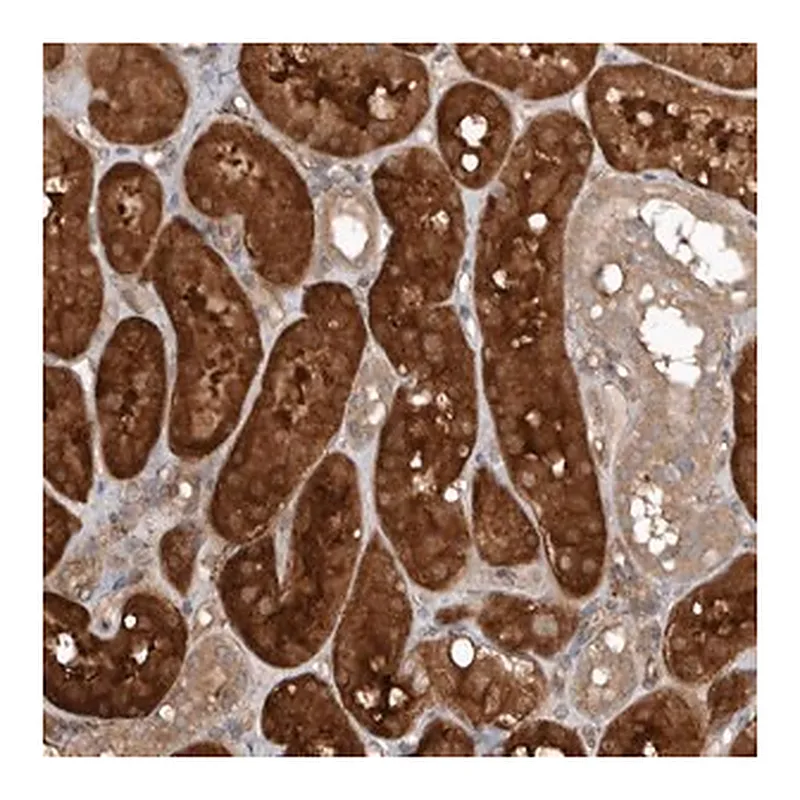 Merck Anti-EXOC3L1 antibody produced in rabbit
