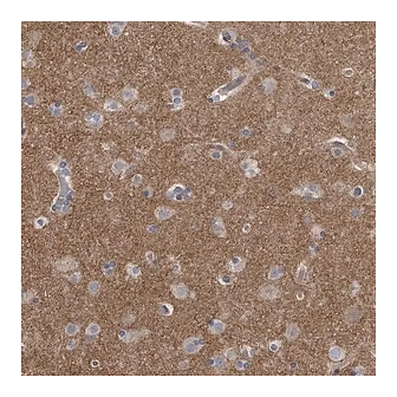 Merck Anti-PCLO antibody produced in rabbit