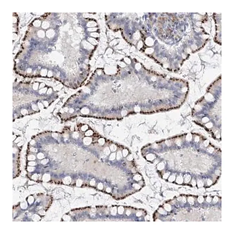 Merck Anti-PSPH antibody produced in rabbit