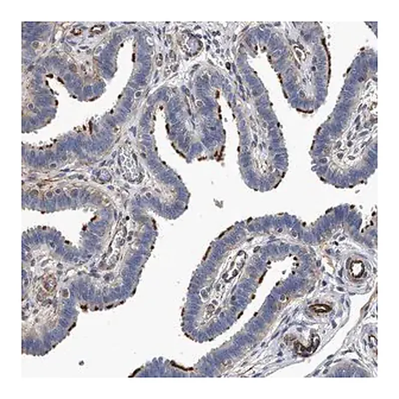 Merck Anti-EFCAB7 antibody produced in rabbit