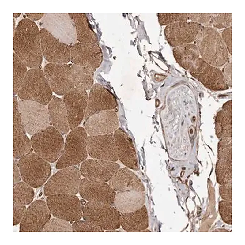 Merck Anti-GTPBP1 antibody produced in rabbit