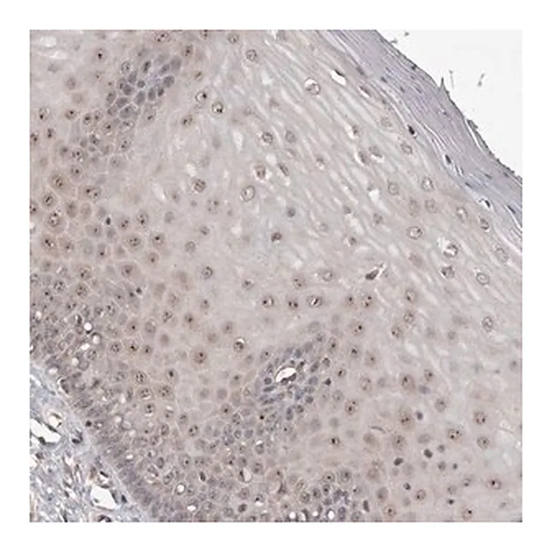 Merck Anti-NOL12 antibody produced in rabbit