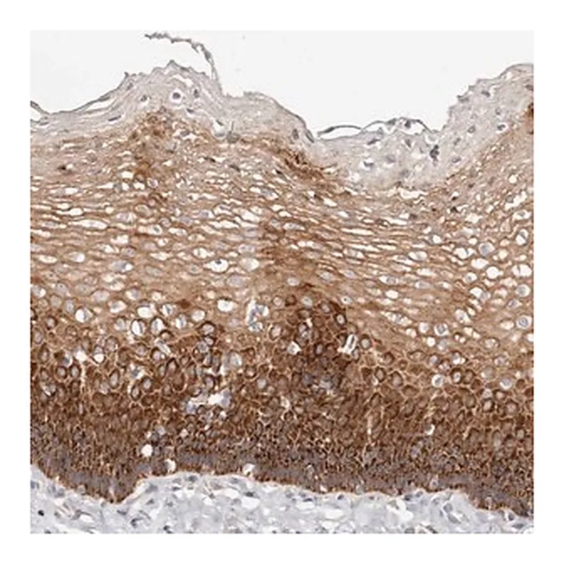 Merck Anti-VIPAS39 antibody produced in rabbit