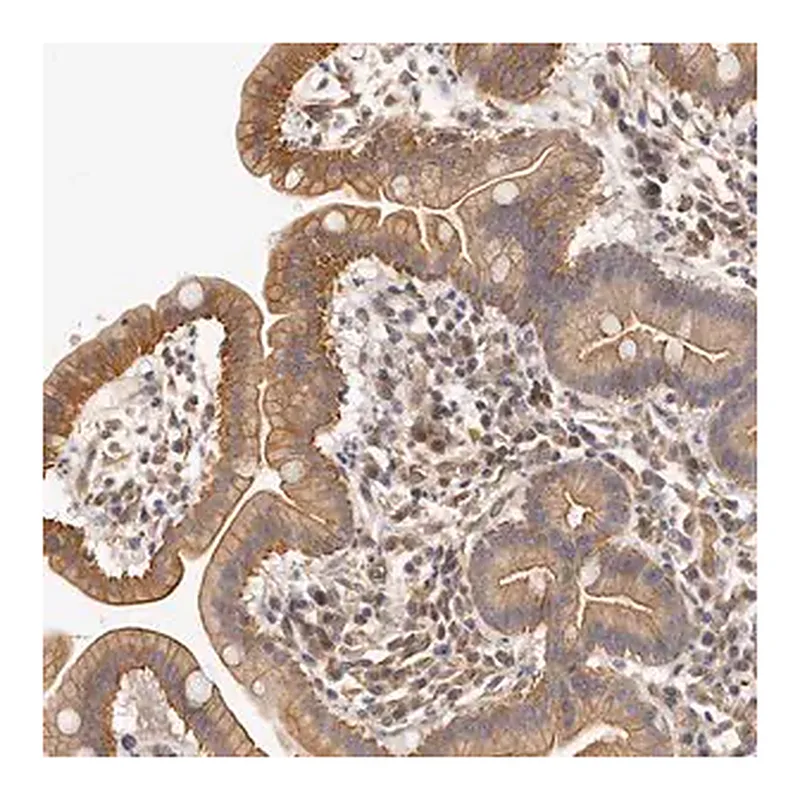 Merck Anti-CHST7 antibody produced in rabbit