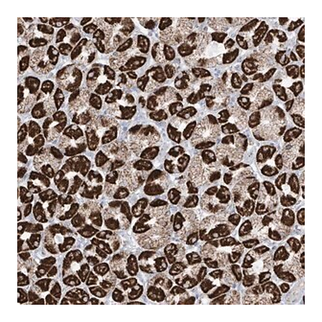 Merck Anti-XKR3 antibody produced in rabbit