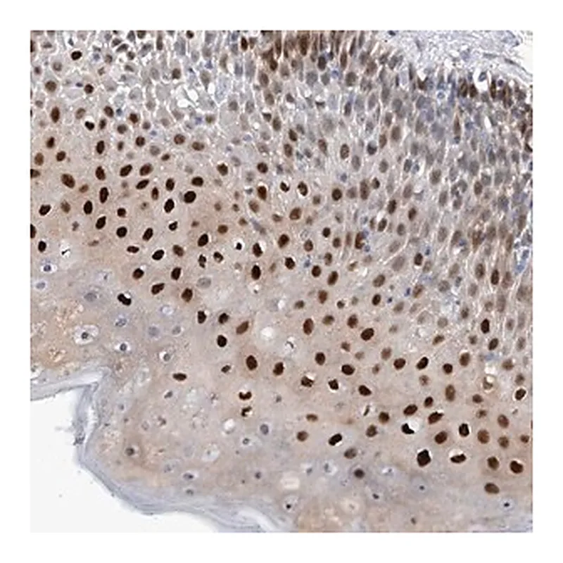 Merck Anti-PHF20 antibody produced in rabbit