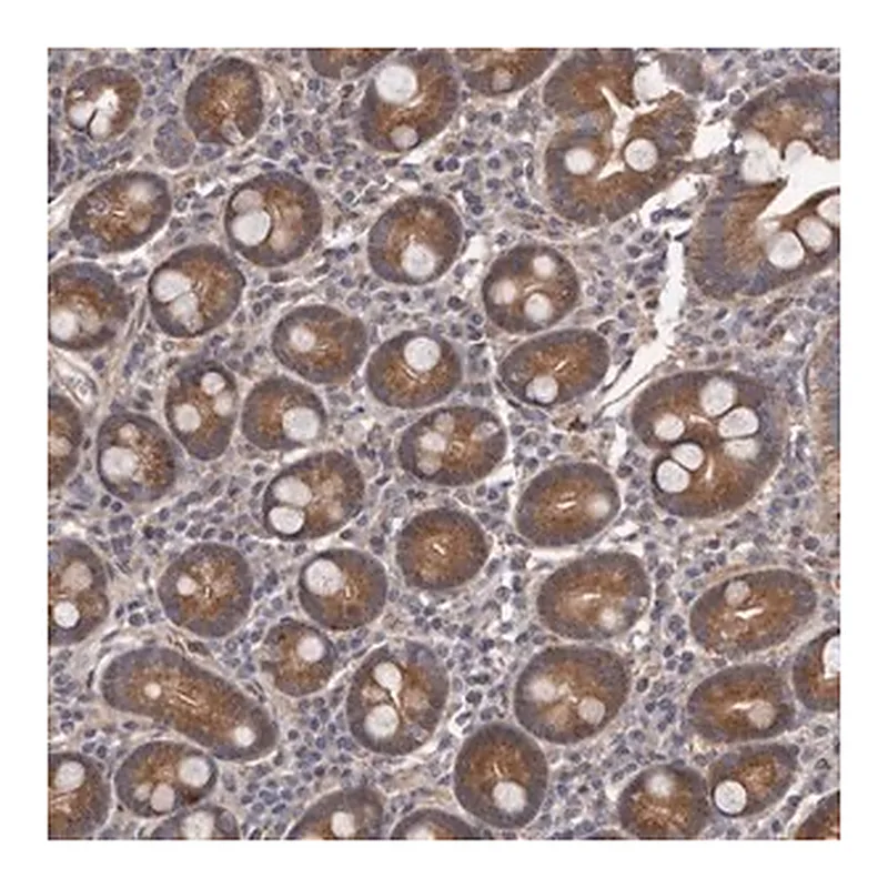 Merck Anti-ARMCX1 antibody produced in rabbit