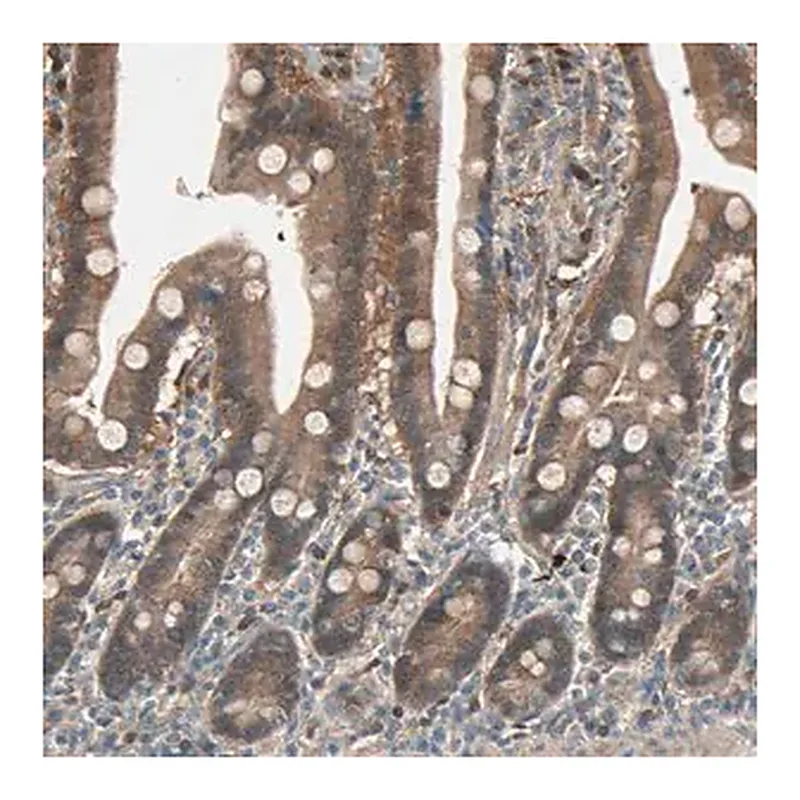 Merck Anti-SDSL antibody produced in rabbit