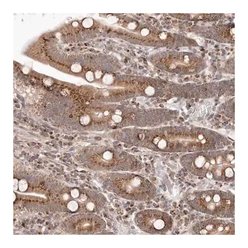 Merck Anti-EGR3 antibody produced in rabbit