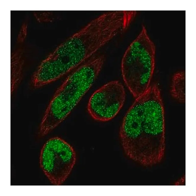 Merck Anti-MAMLD1 antibody produced in rabbit