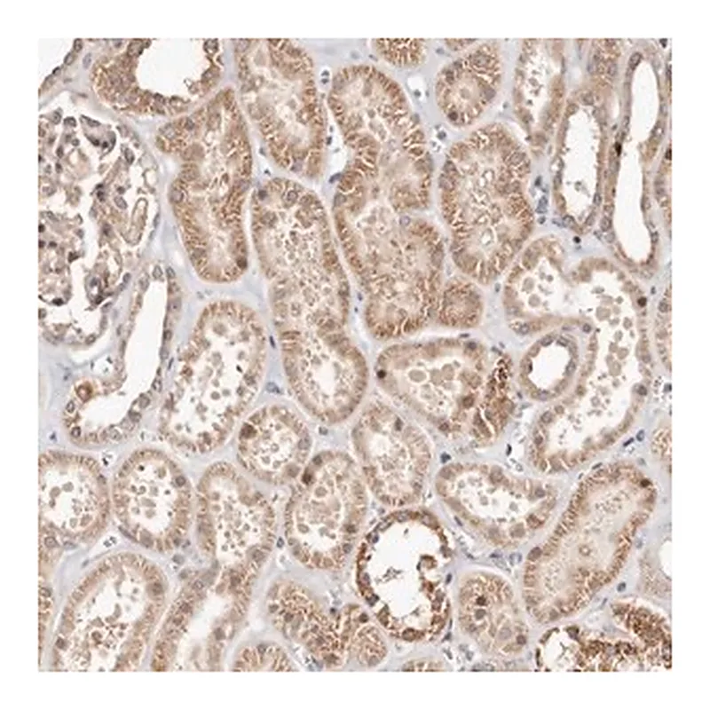 Merck Anti-USP33 antibody produced in rabbit