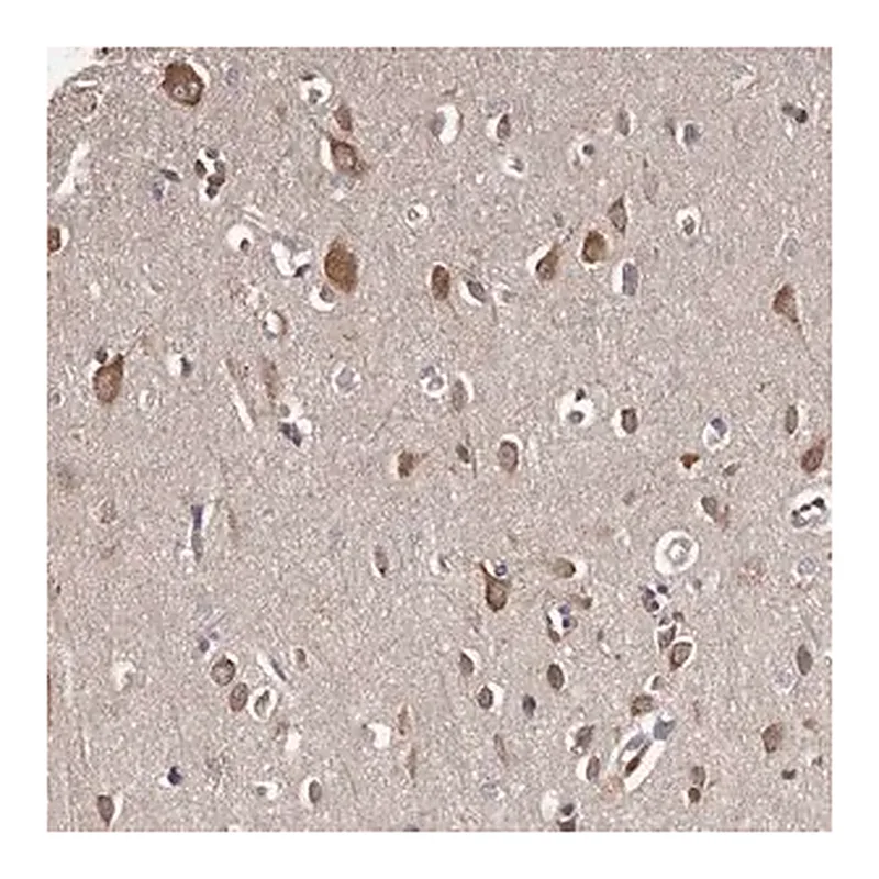 Merck Anti-CELF3 antibody produced in rabbit
