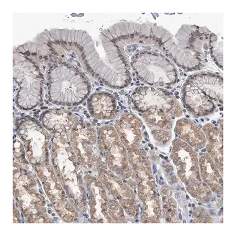 Merck Anti-TSTD1 antibody produced in rabbit
