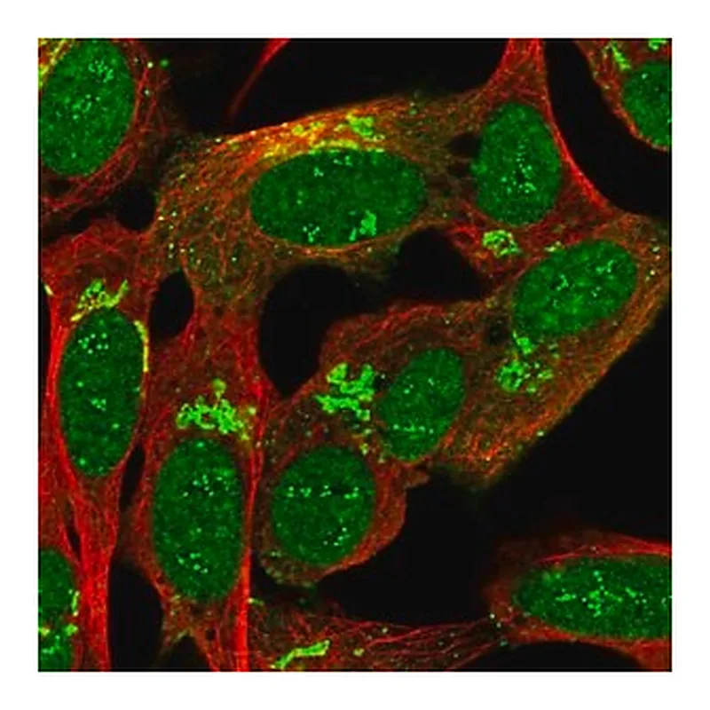 Merck Anti-MYRIP antibody produced in rabbit