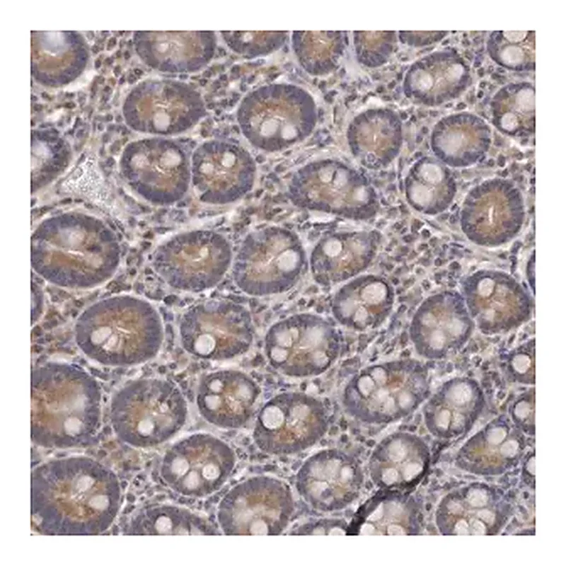 Merck Anti-CEP104 antibody produced in rabbit