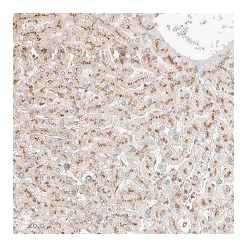 Merck Anti-CNMD antibody produced in rabbit