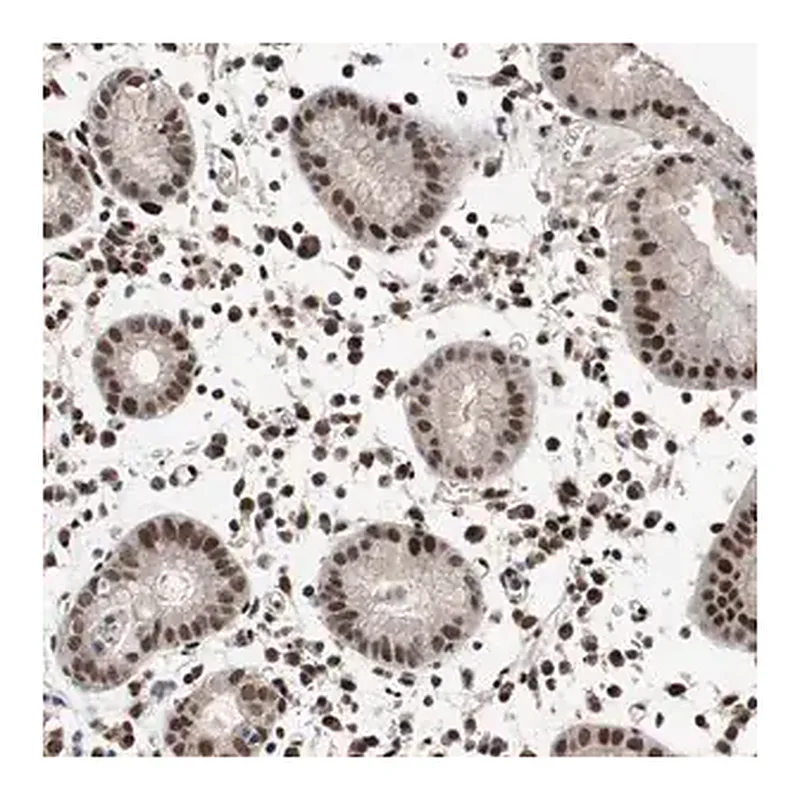 Merck Anti-NBL1 antibody produced in rabbit