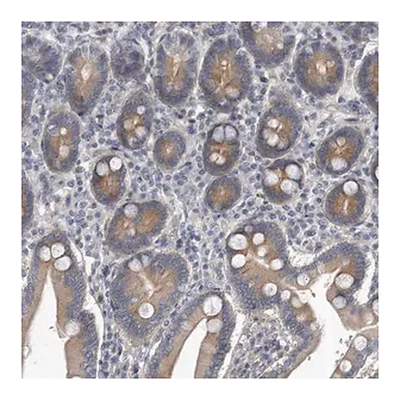 Merck Anti-PCDH8 antibody produced in rabbit