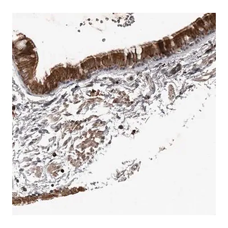 Merck Anti-BAMBI antibody produced in rabbit