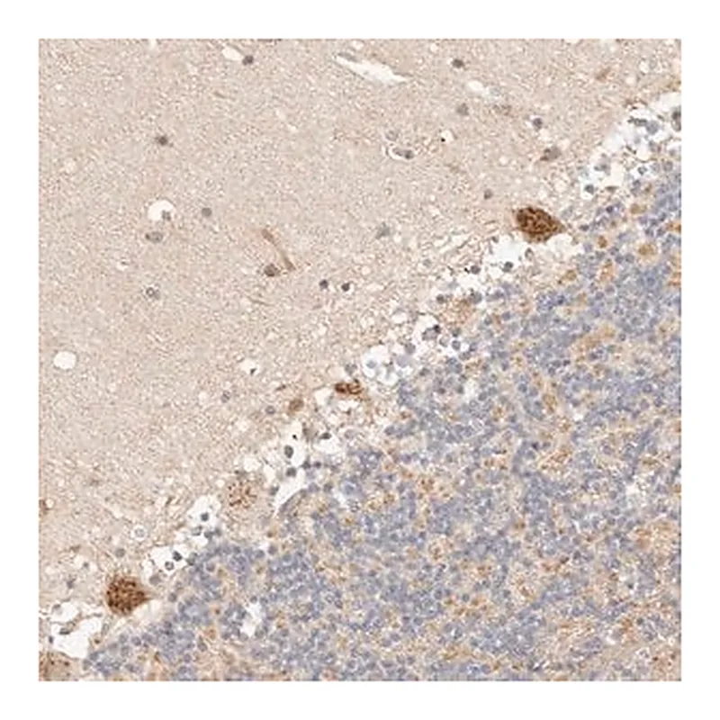 Merck Anti-FAM20B antibody produced in rabbit
