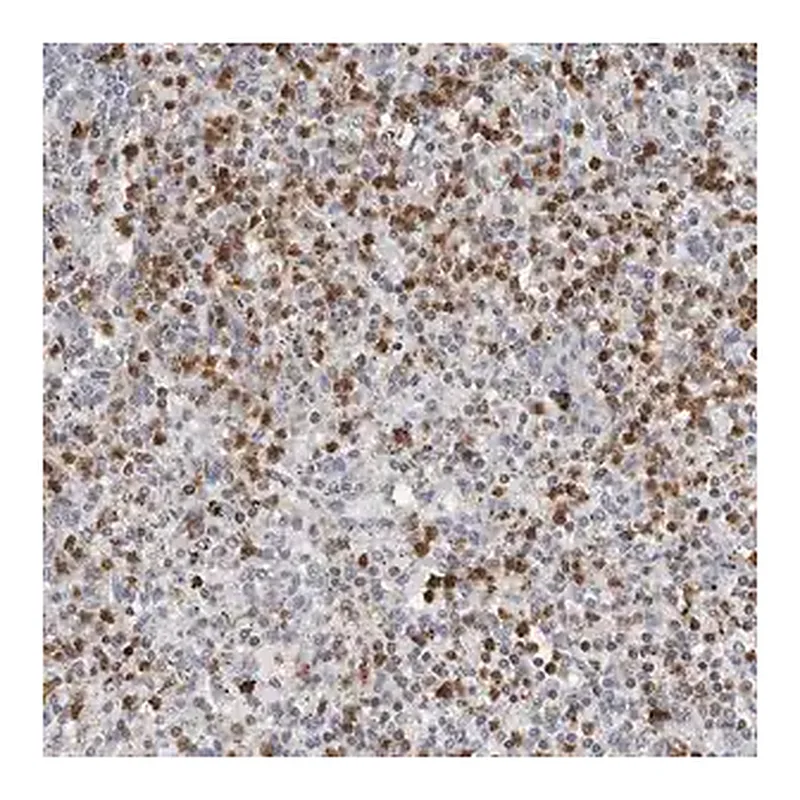 Merck Anti-PRR12 antibody produced in rabbit
